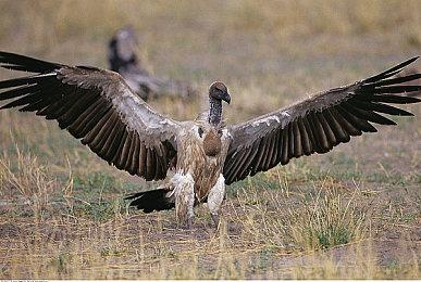 任天堂新专利曝光 或与《旷野之息》续作空中视角及玩法有关